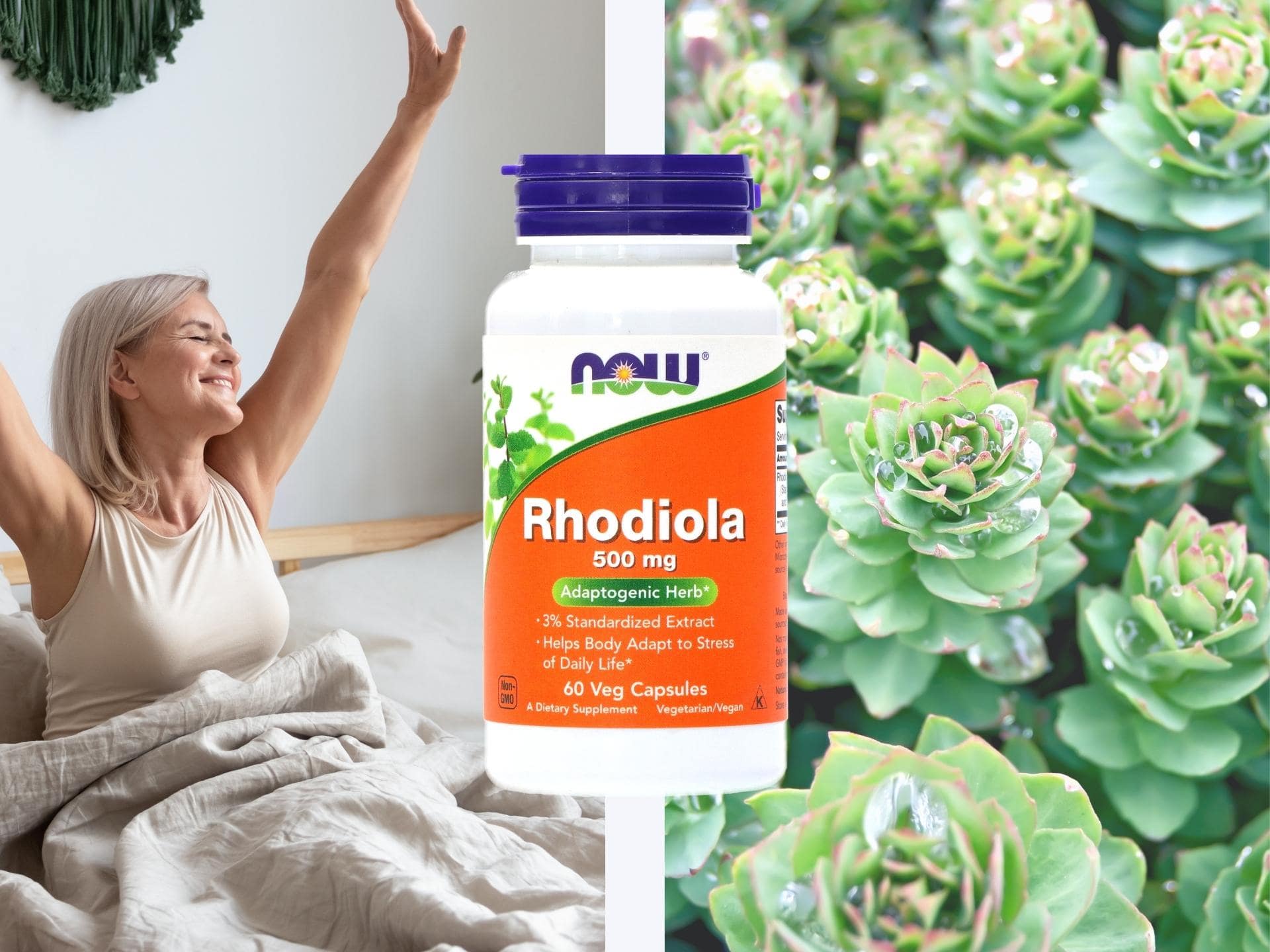 NOW Rhodiola Rosea 500 mg Extract - 60 vcaps