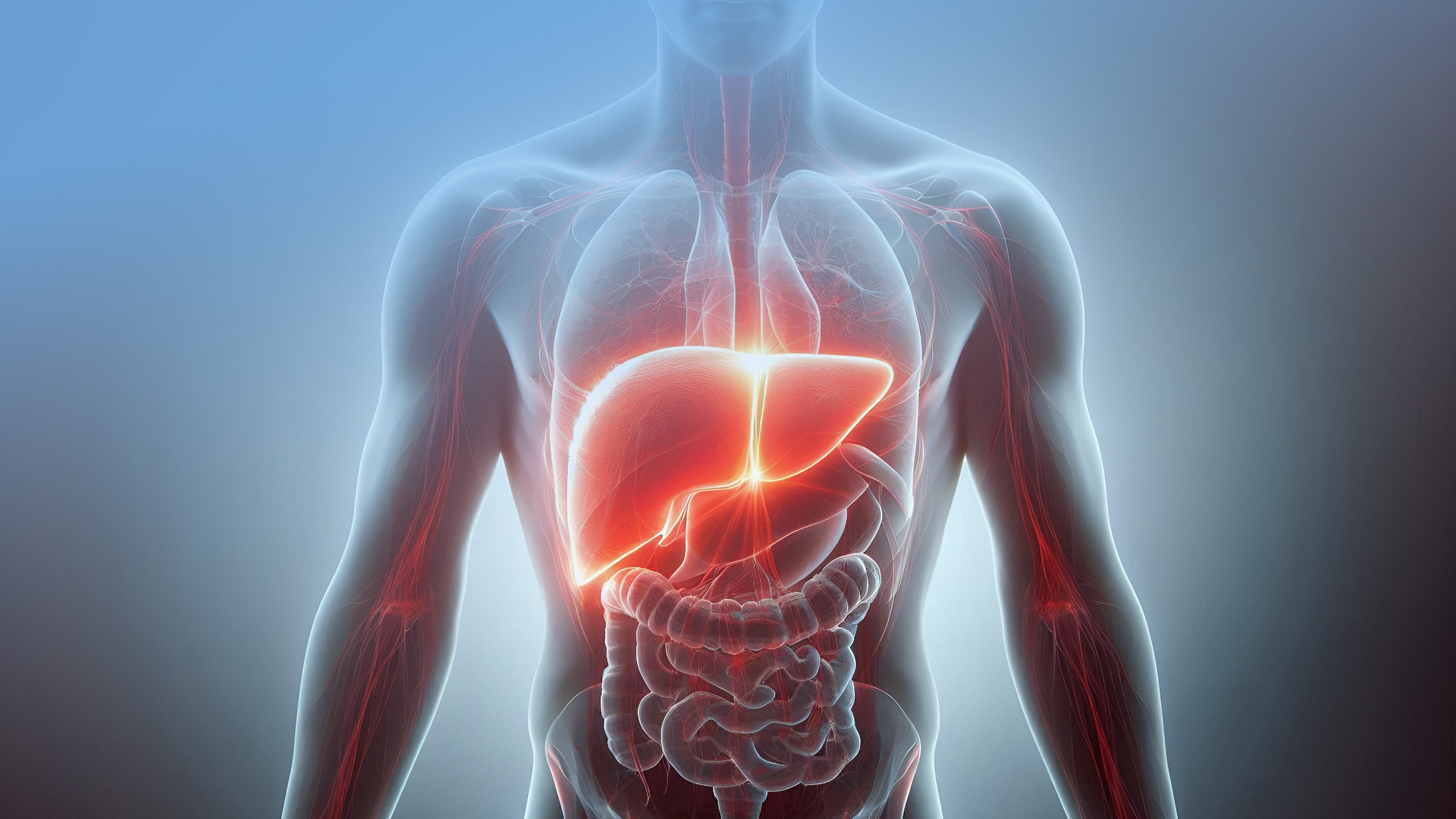 Anatomia ciała ludzkiego z podświetloną wątrobą