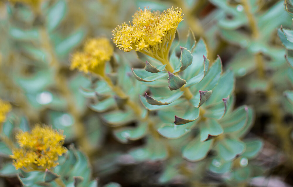 Rhodiola Rosea Różeniec Górski Adaptogeny